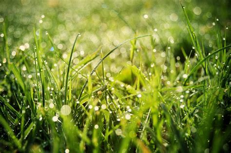 Breath pure magical grass